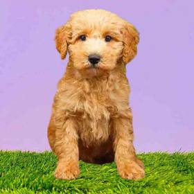 Poodle