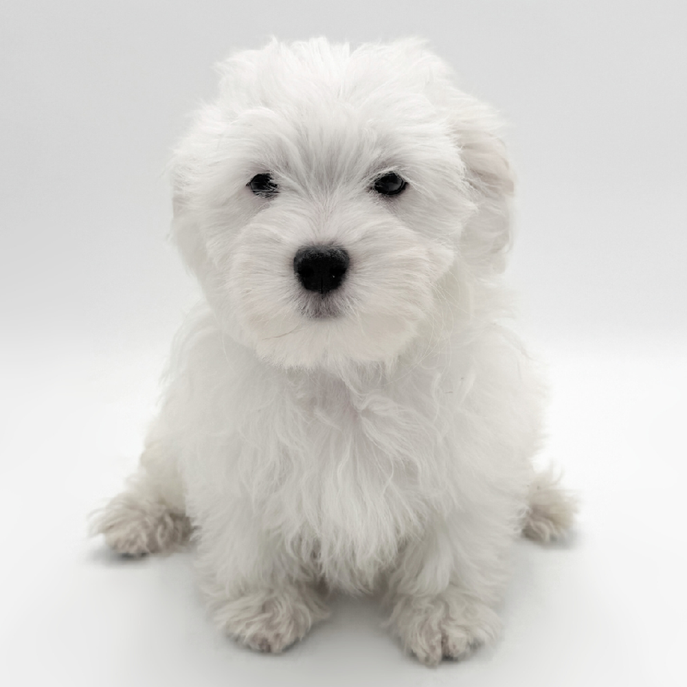 pet breed image
