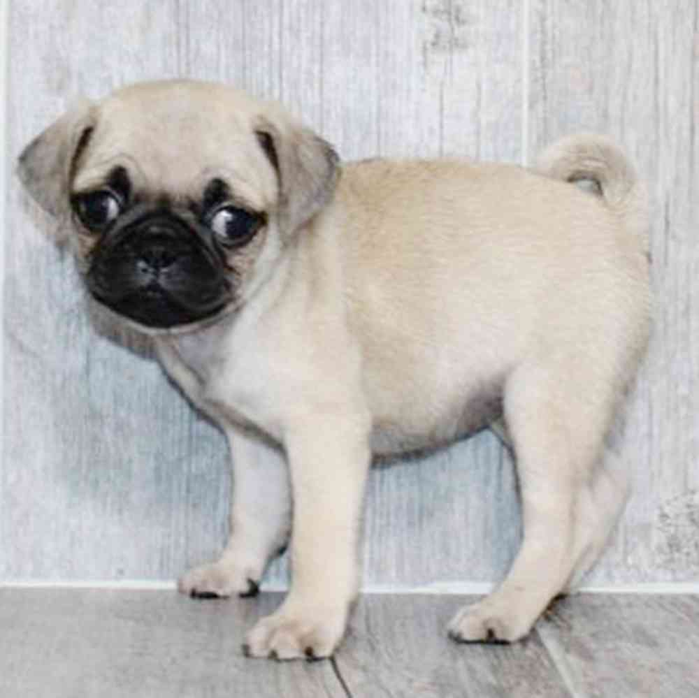 Image of a pet breed in the gallery