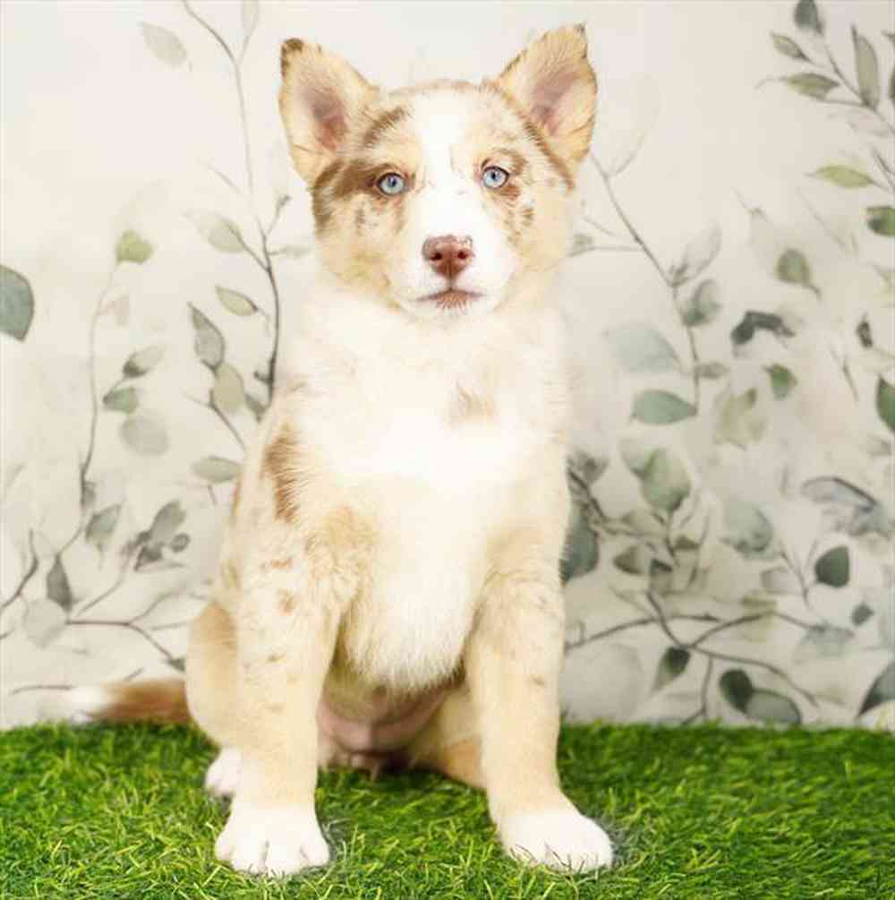 Image of a pet breed in the gallery