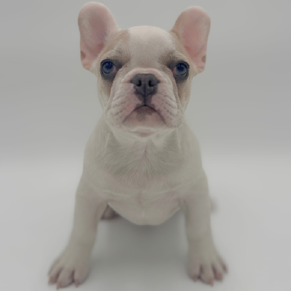 pet breed image