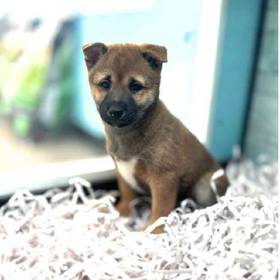Shiba Inu