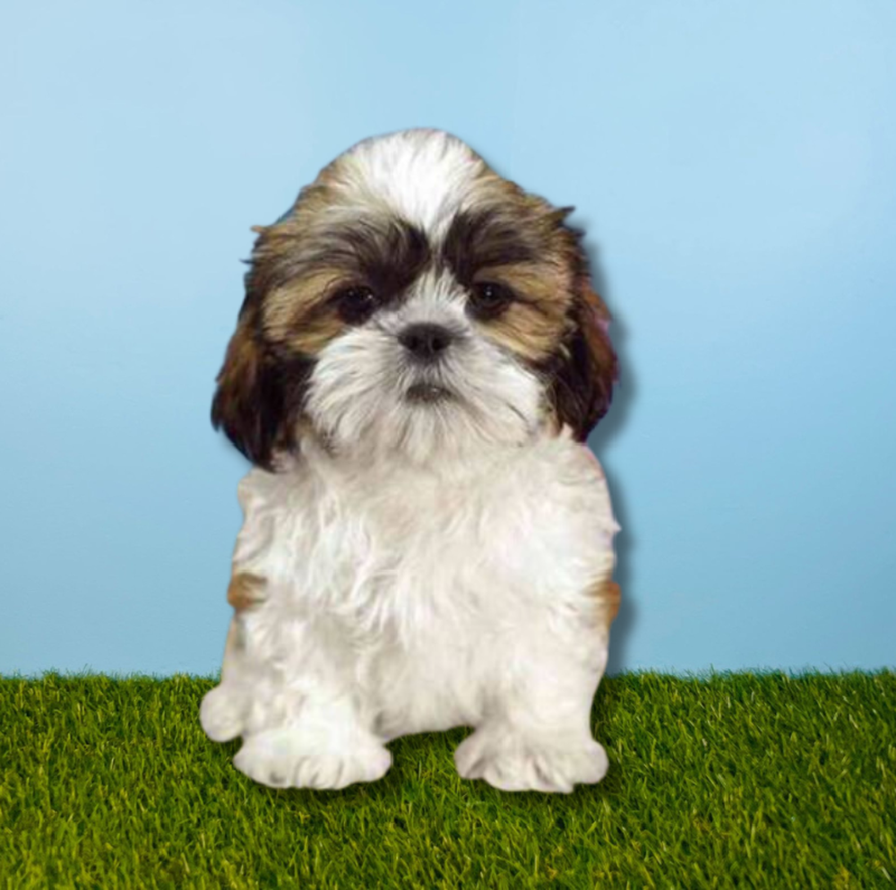 carousel pet images