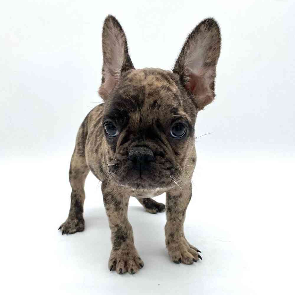 Male French Bulldog Puppy for Sale in Puyallup, WA