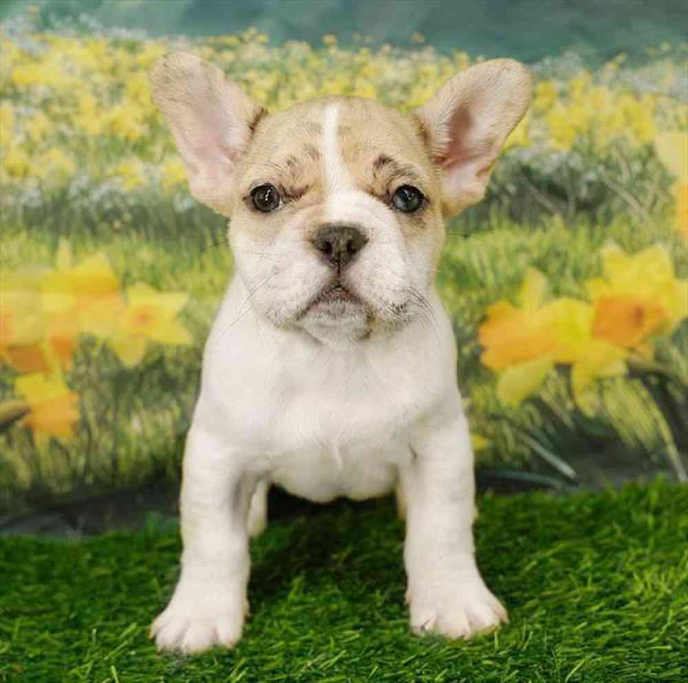Image of a pet breed in the gallery