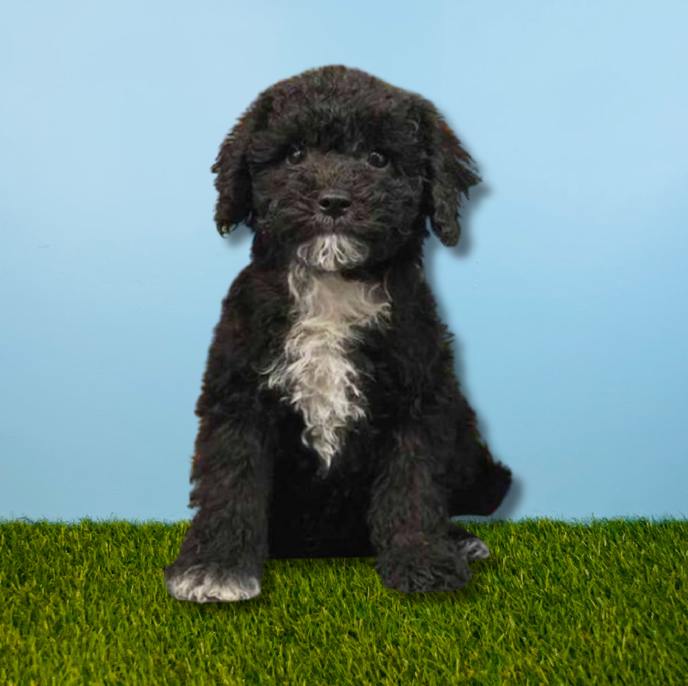 carousel pet images