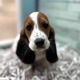 Basset Hound