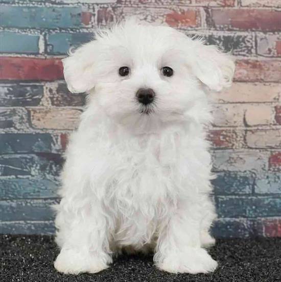 Maltese
