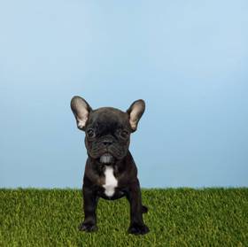 French Bulldog