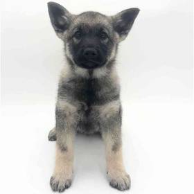Norwegian Elkhound