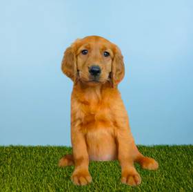Golden Retriever