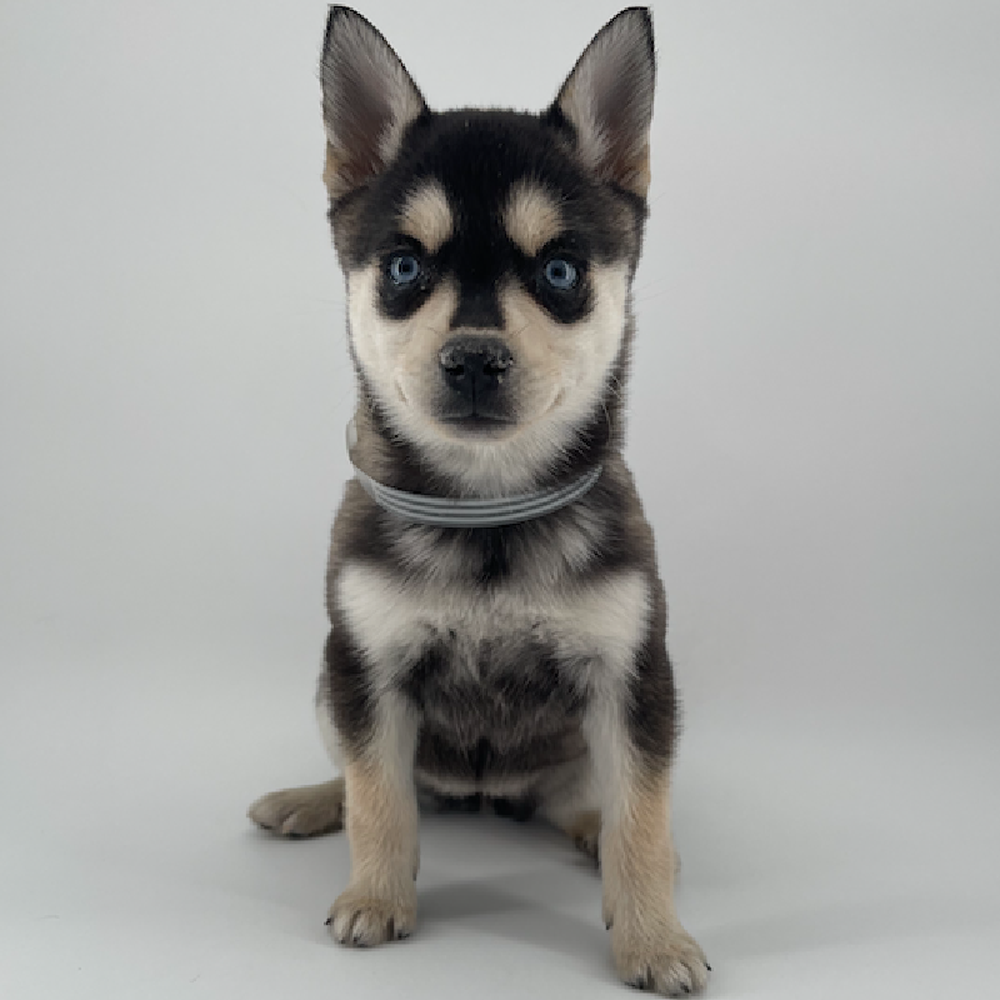 Image of a pet breed in the gallery