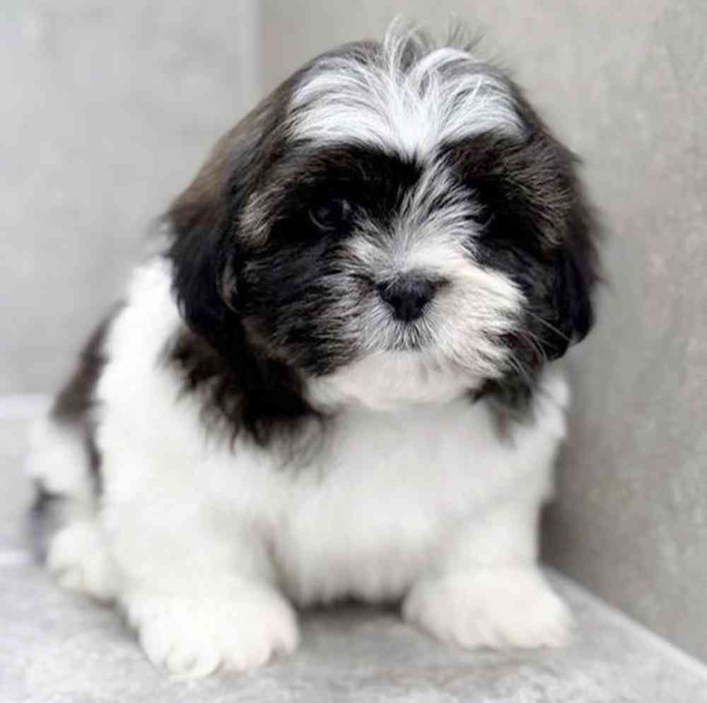 carousel pet images
