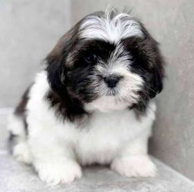 Lhasa Apso