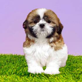 Shih Tzu