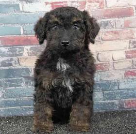 Poodle