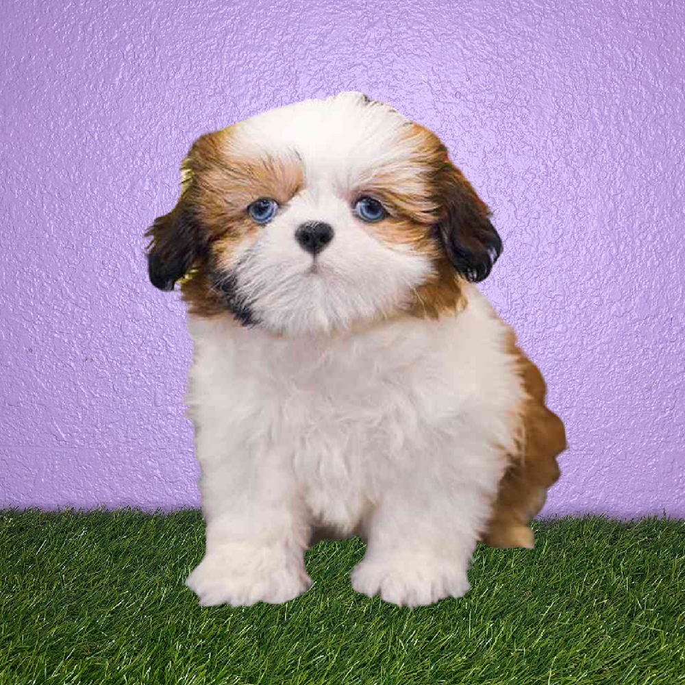 carousel pet images