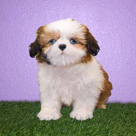 Shih Tzu