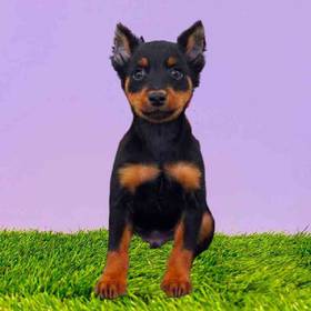 Min Pin