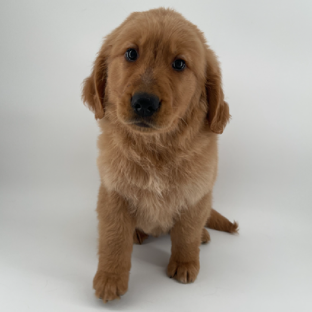 Image of a pet breed in the gallery