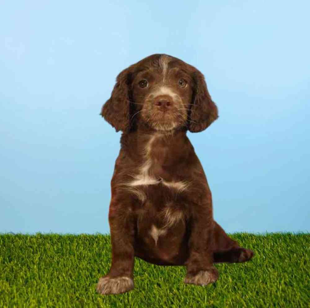 carousel pet images