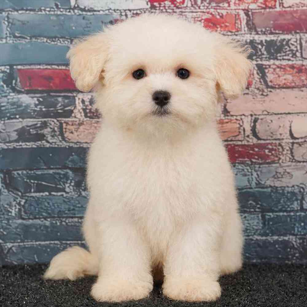 Image of a pet breed in the gallery