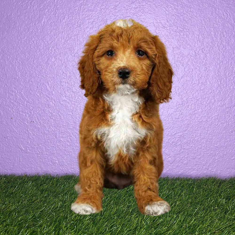 carousel pet images