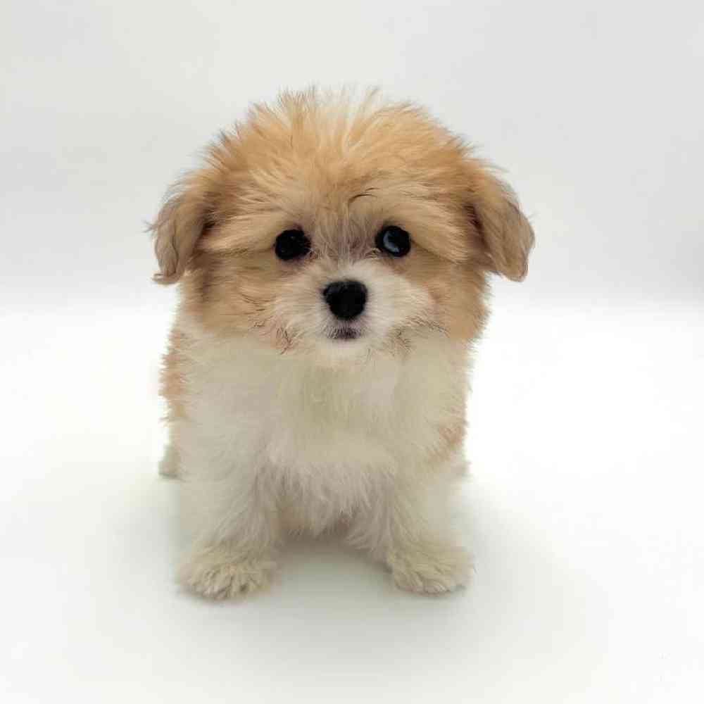 pet breed image