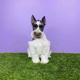 Mini Schnauzer