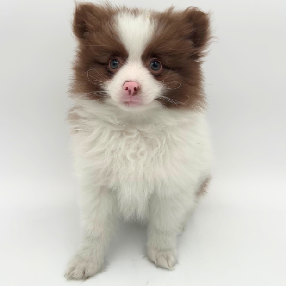 Male Pomeranian Puppy for Sale in Marietta, GA