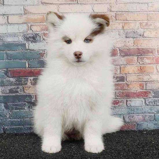 Pomsky