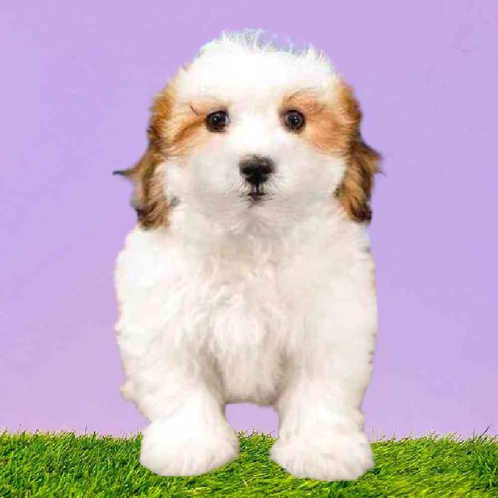 Female Lachon Puppy for Sale in Puyallup, WA