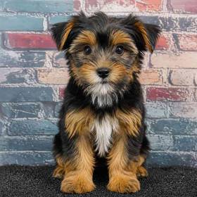 Yorkie