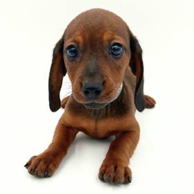 Dachshund