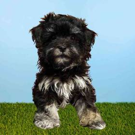 Havanese