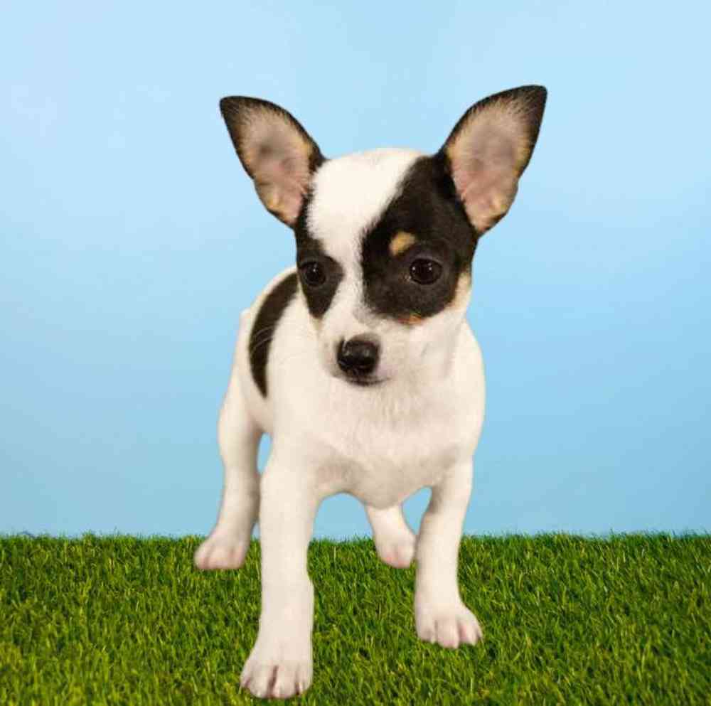 carousel pet images