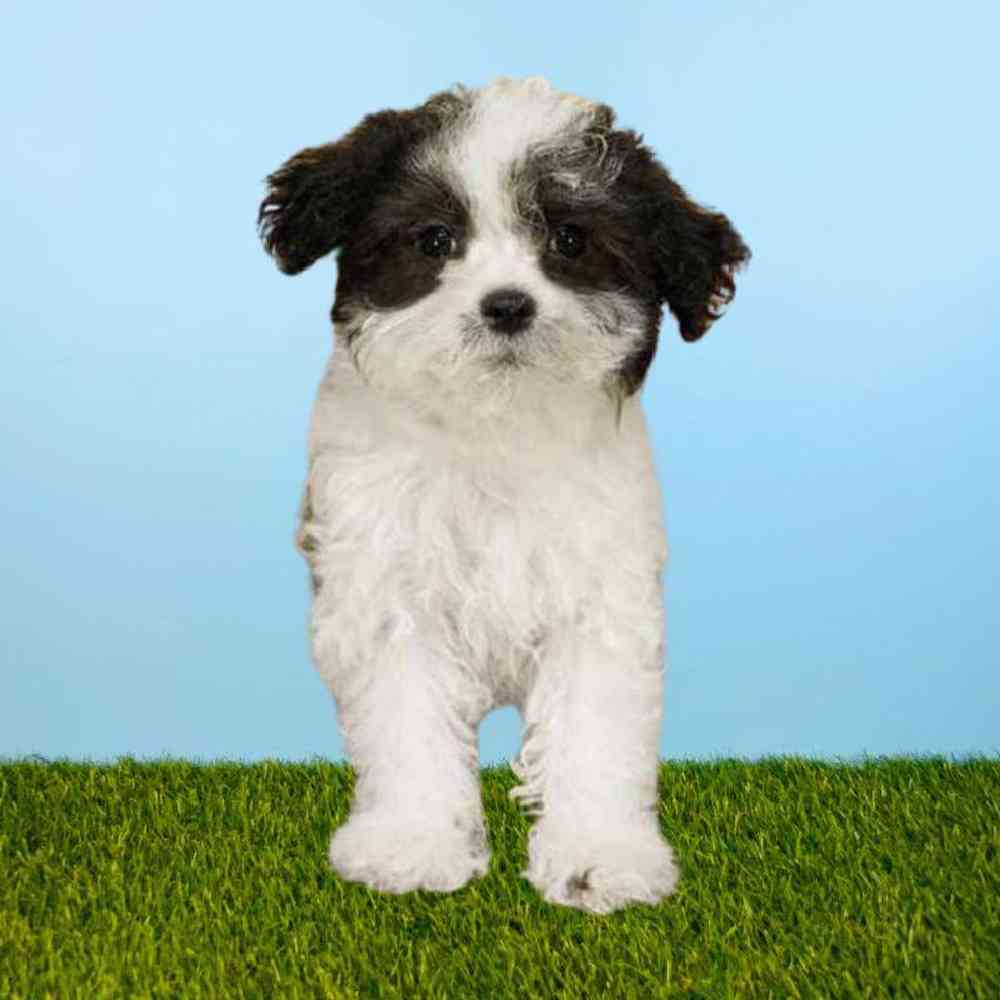 carousel pet images
