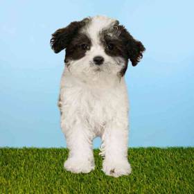 Maltipoo