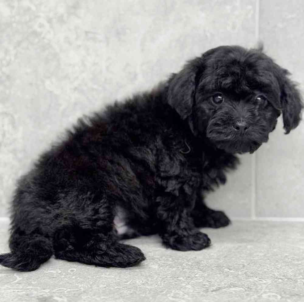 Image of a pet breed in the gallery