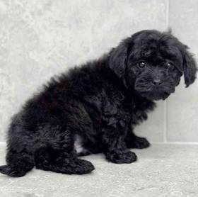 Shizapoo