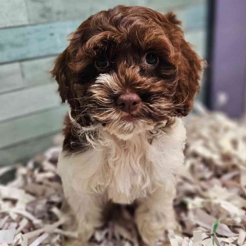 carousel pet images