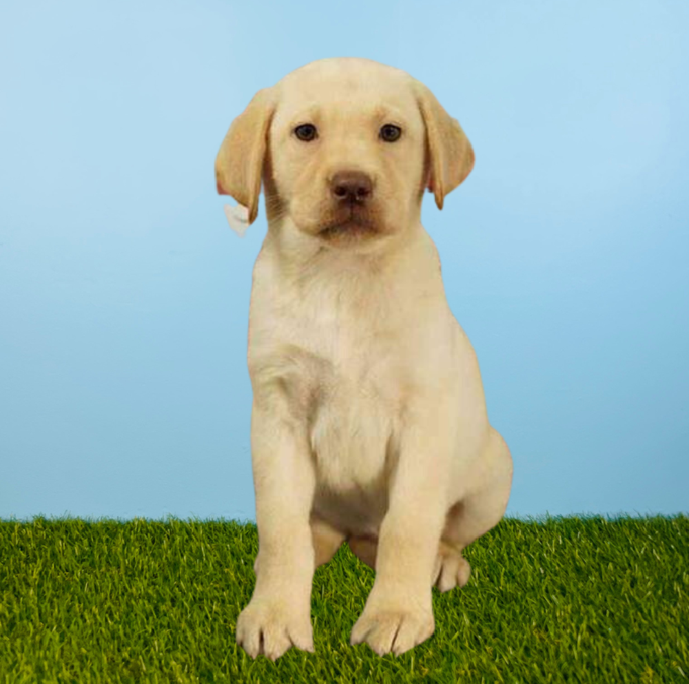 Female Labrador Retriever Puppy for Sale in Tolleson, AZ