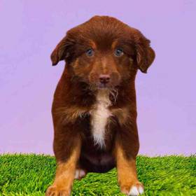 Toy Australian Shepherd