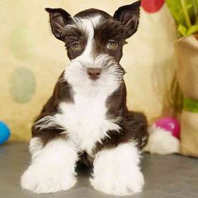 Mini Schnauzer