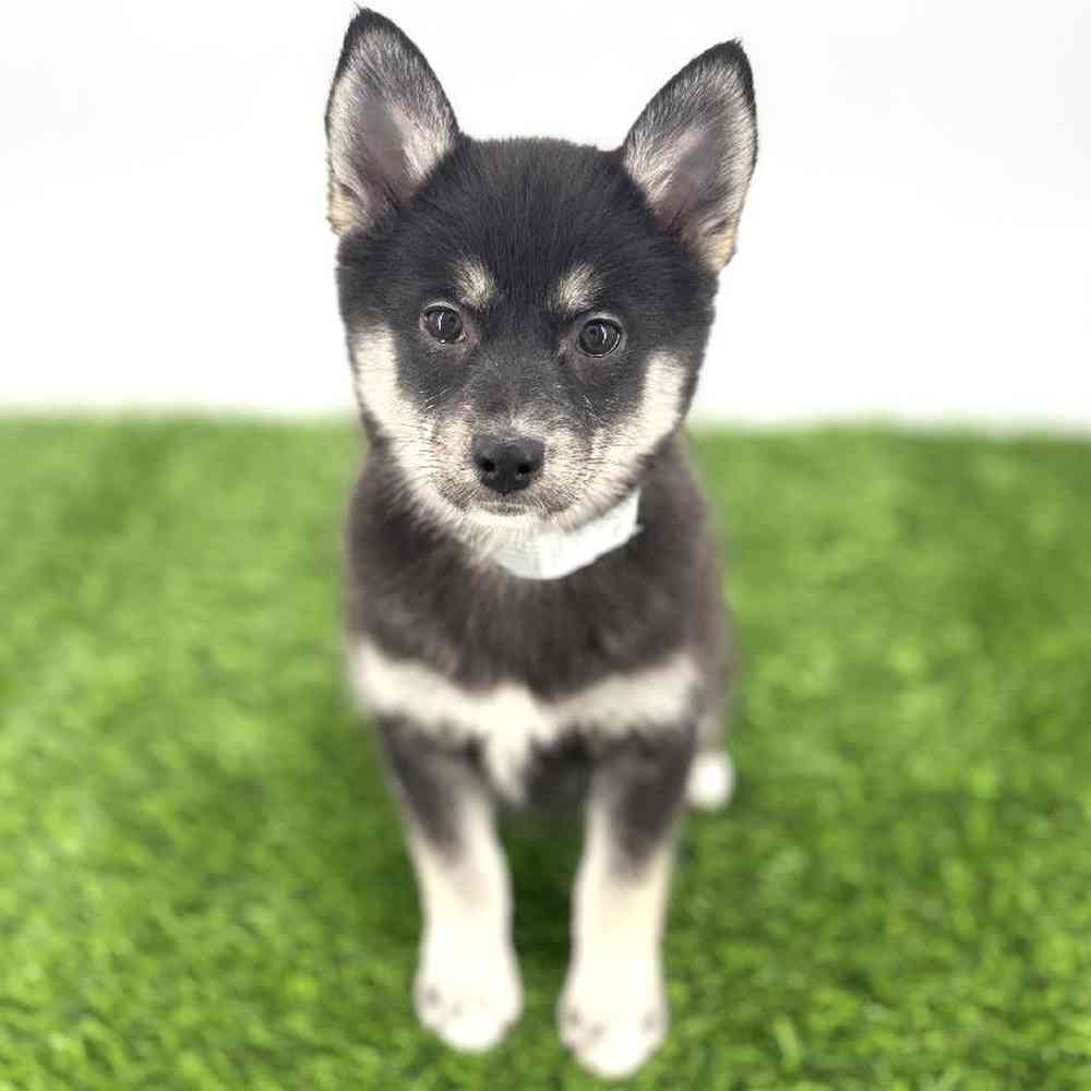 Image of a pet breed in the gallery