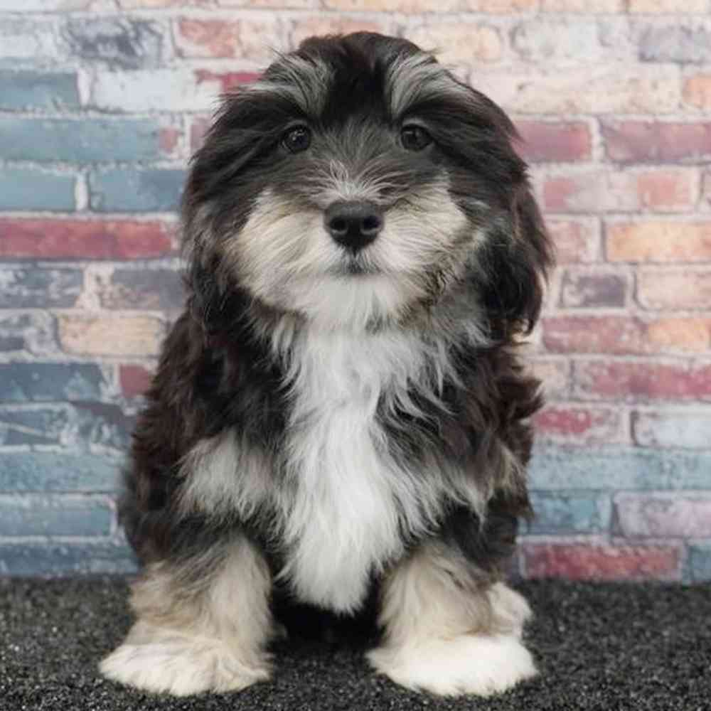 Image of a pet breed in the gallery