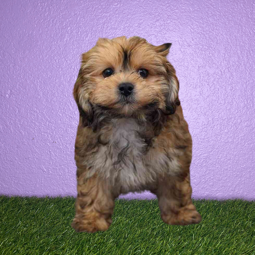 carousel pet images