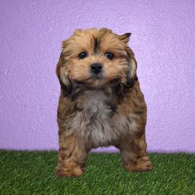 Shizapoo