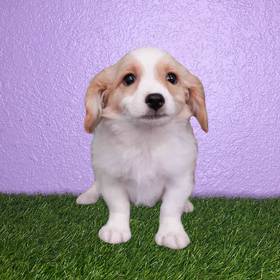 Cavachon