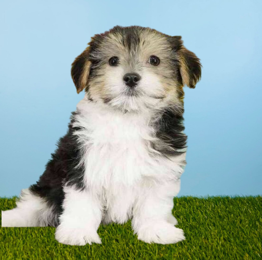 Male Morkie Puppy for Sale in Tolleson, AZ